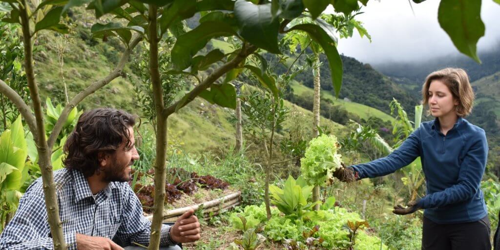 agroforestry-organic-farming