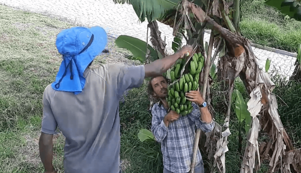 Jovem Aprendiz aprendizagem cortando bananeira