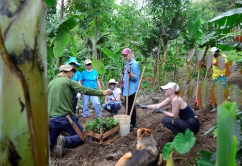 Programa de Aprendizagem em Agrofloresta e Bioconstrução