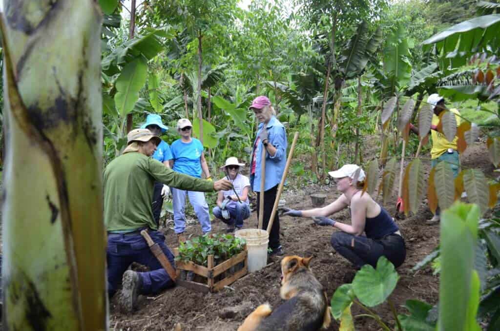 Agroforestry planting explanation
