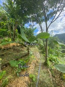 agrofloresta