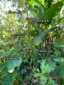 agrofloresta