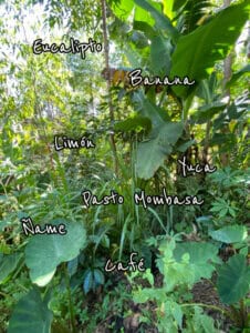 agroflorestral