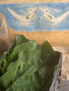 taioba leaves in a crate with natural cob walls in the backgroung