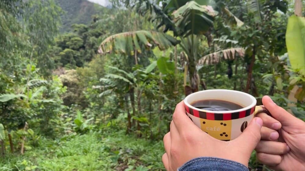 Cultivo de Café para Restauração Florestal