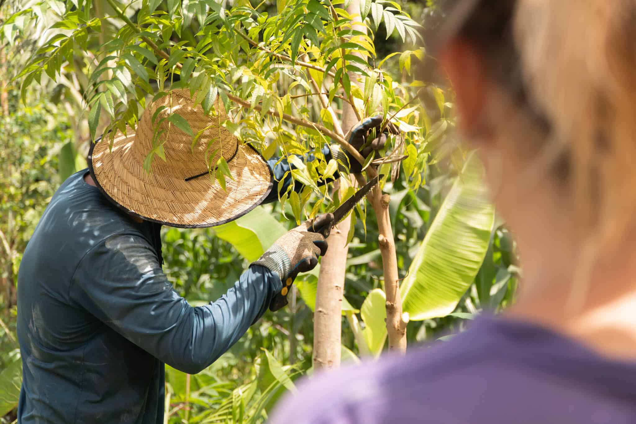 Eucalipto: Um poderoso aliado para a agrofloresta regenerativa