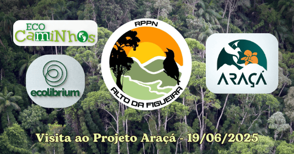 montagem artigo araça